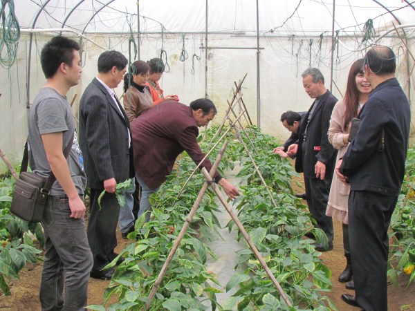 武大綠洲公司考察組參觀宏華生物大棚蔬菜