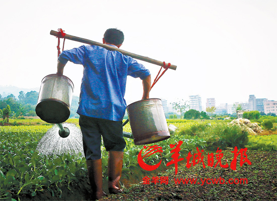 激素蔬菜你敢吃嗎