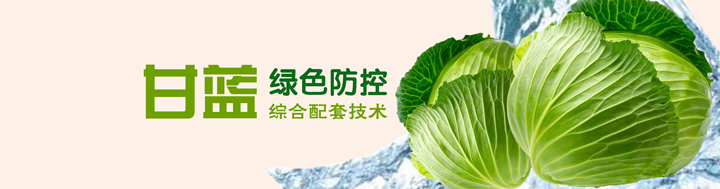 甘藍綠色防控綜合配套技術(shù)