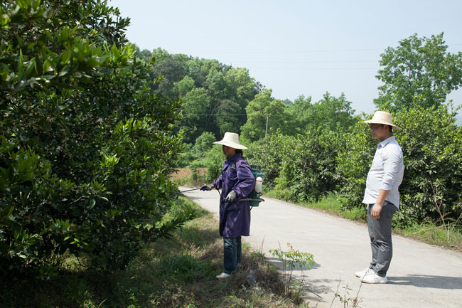 武大綠洲病蟲害綠色防控試驗(yàn)2