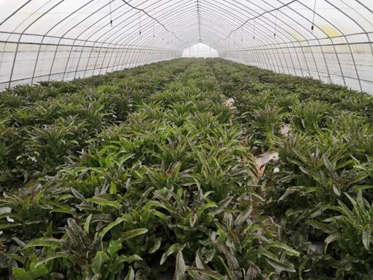 武大綠洲在鄂州舉辦綠色防控技術培訓會